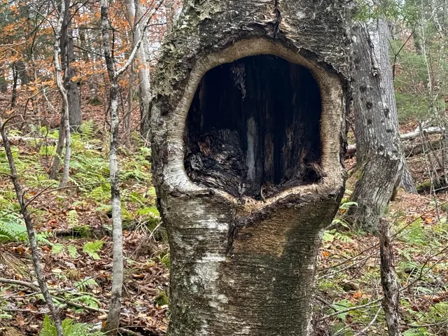 $115,000 | L50 Storer Hill Road, Carthage, ME 04224