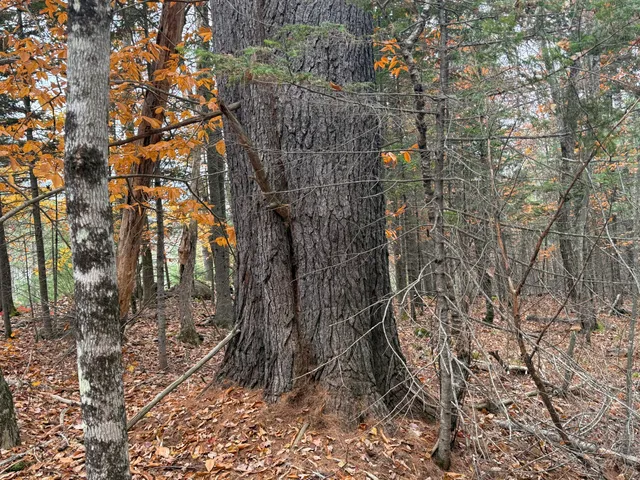 $115,000 | L50 Storer Hill Road, Carthage, ME 04224