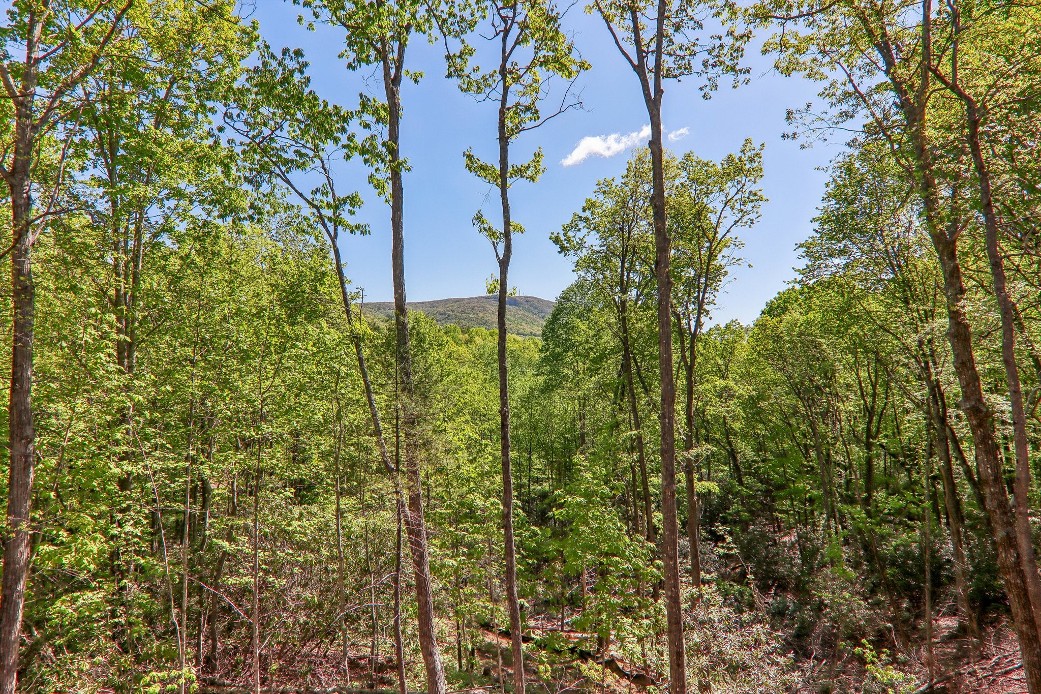 297 Easy Springs Road Sapphire, NC 28774 - Photo 58 of 64 Gallery Image 58