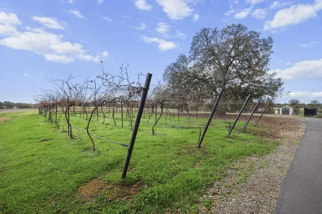 a view of a tree with yard