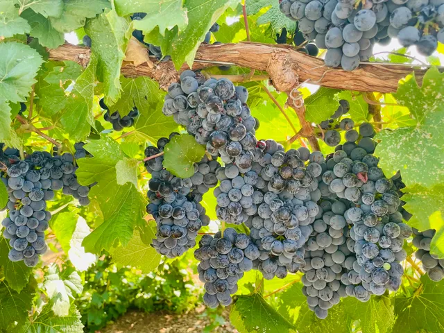 $849,000 | 19055 Del Mar Drive, Cottonwood, CA 96022