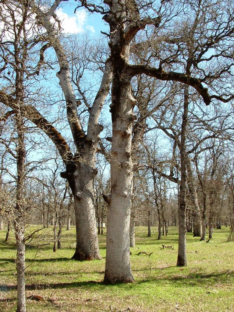 Oaks
