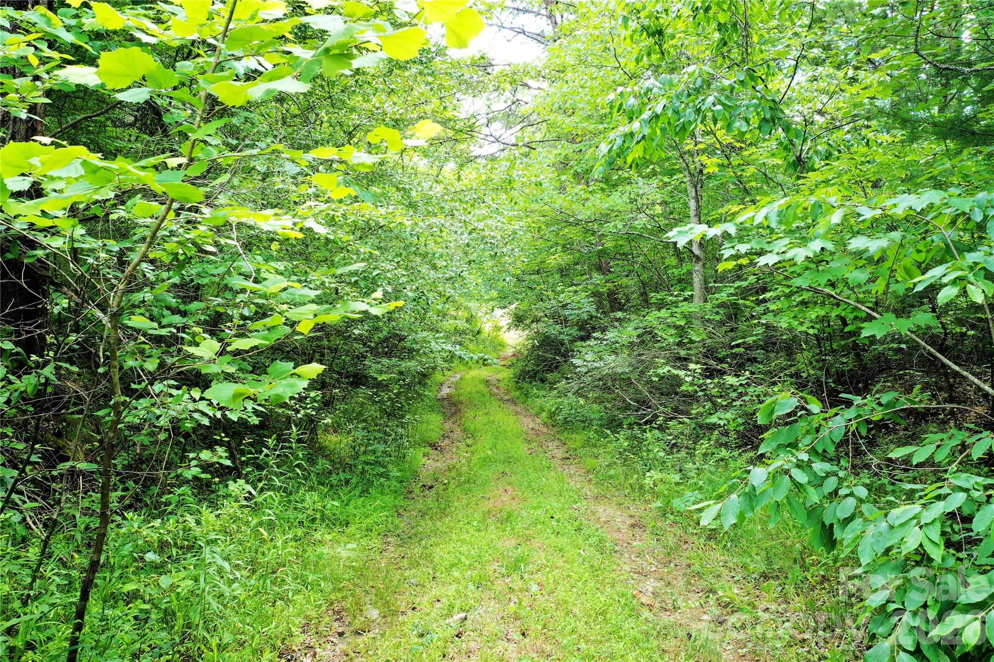 0 Club House Road Lake Lure, NC 28746 - Photo 17 of 20 a view of a lush green forest