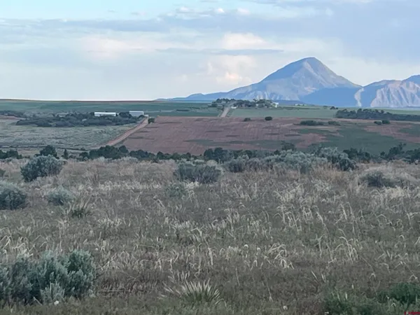 a view of dirt yard with large trees