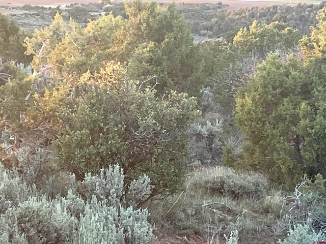 a view of a forest with a building in the background