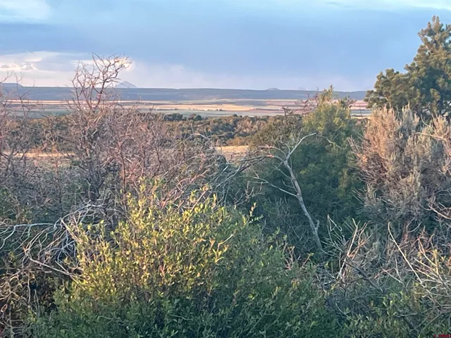 a view of a yard from a forest