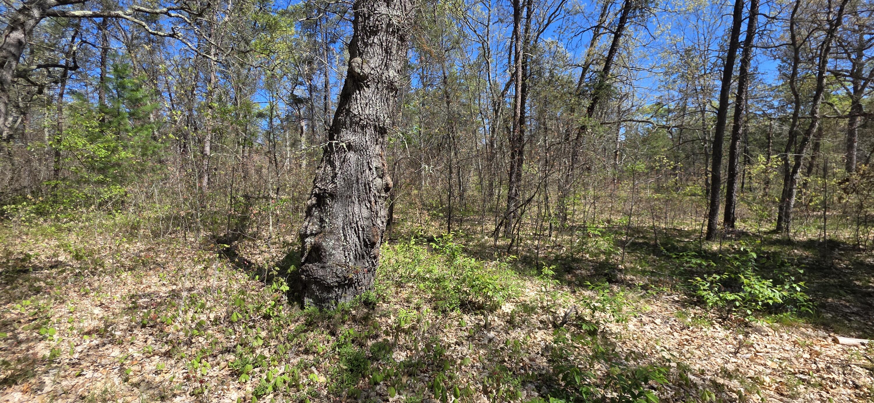 East Hoague Road Free Soil, MI 49411 - Photo 4 of 6 20260529_111524