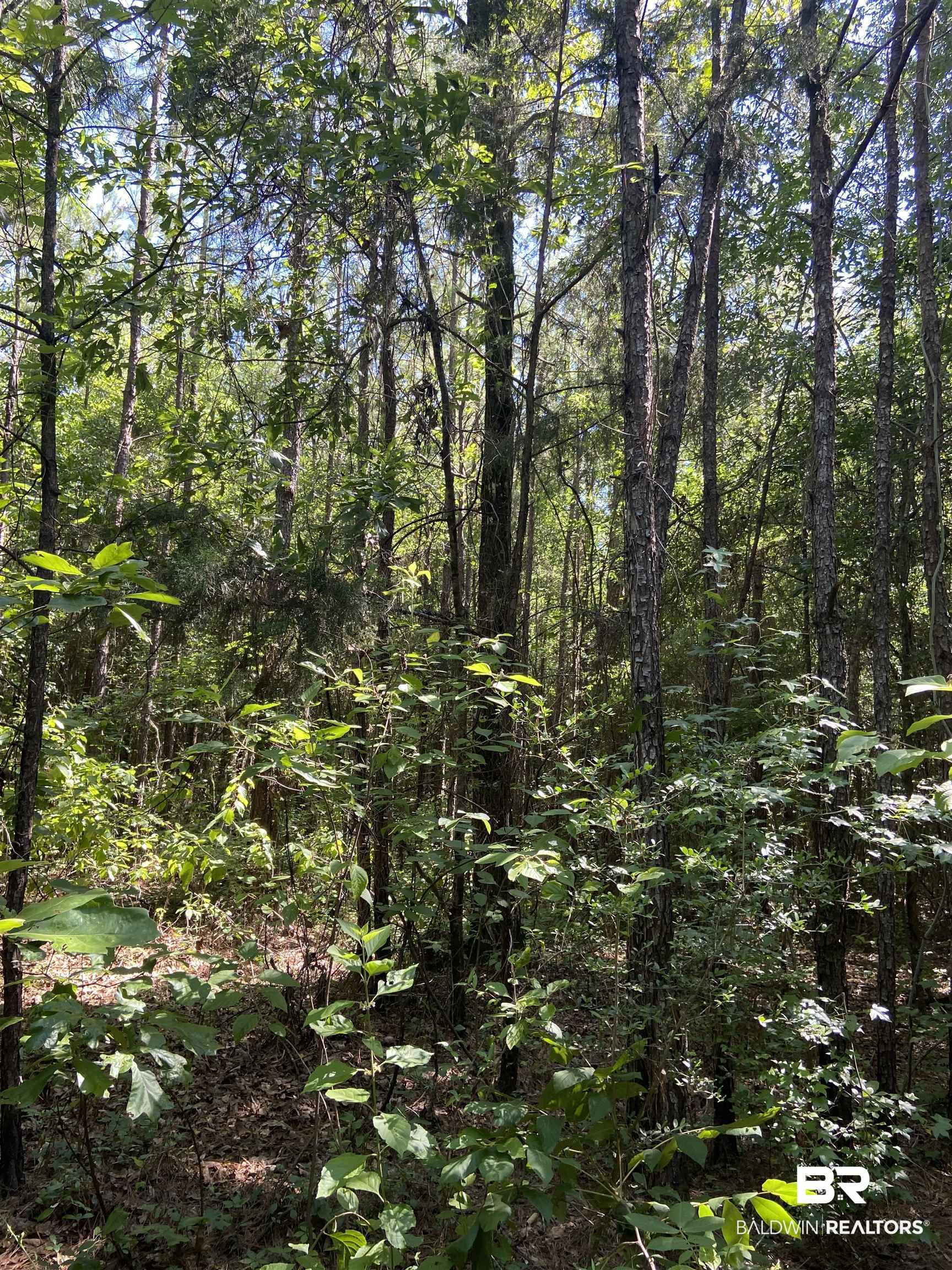 0 Mail Road Castleberry, AL 36432 - Photo 1 of 6
