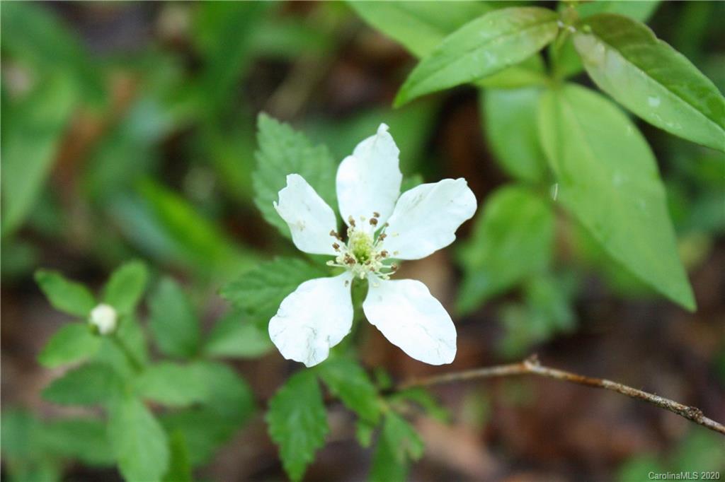 0 Line Runner Ridge Road, Unit 43 19 Rosman, NC 28772 - Photo 15 of 21 Gallery Image 15
