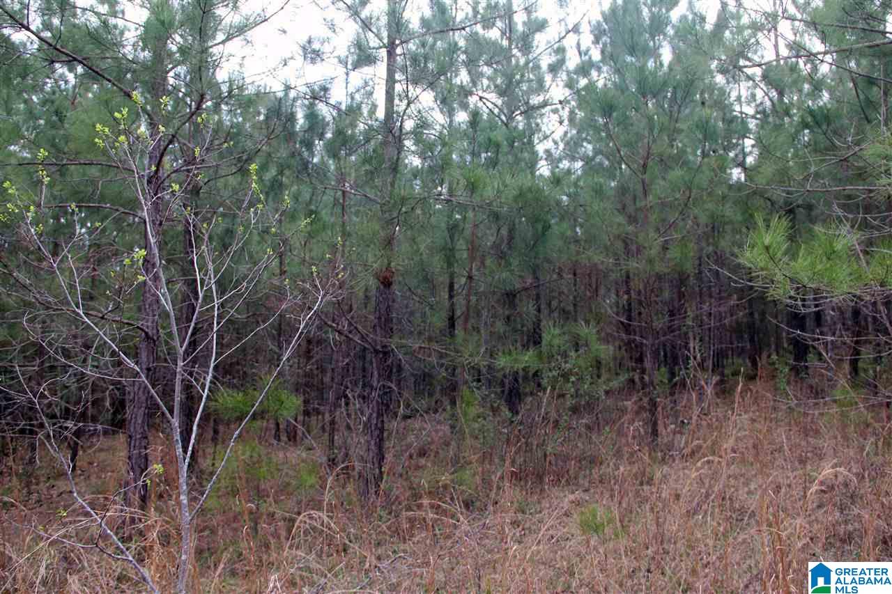 255 Lakeside Lane Alpine, AL 35014 - Photo 7 of 12