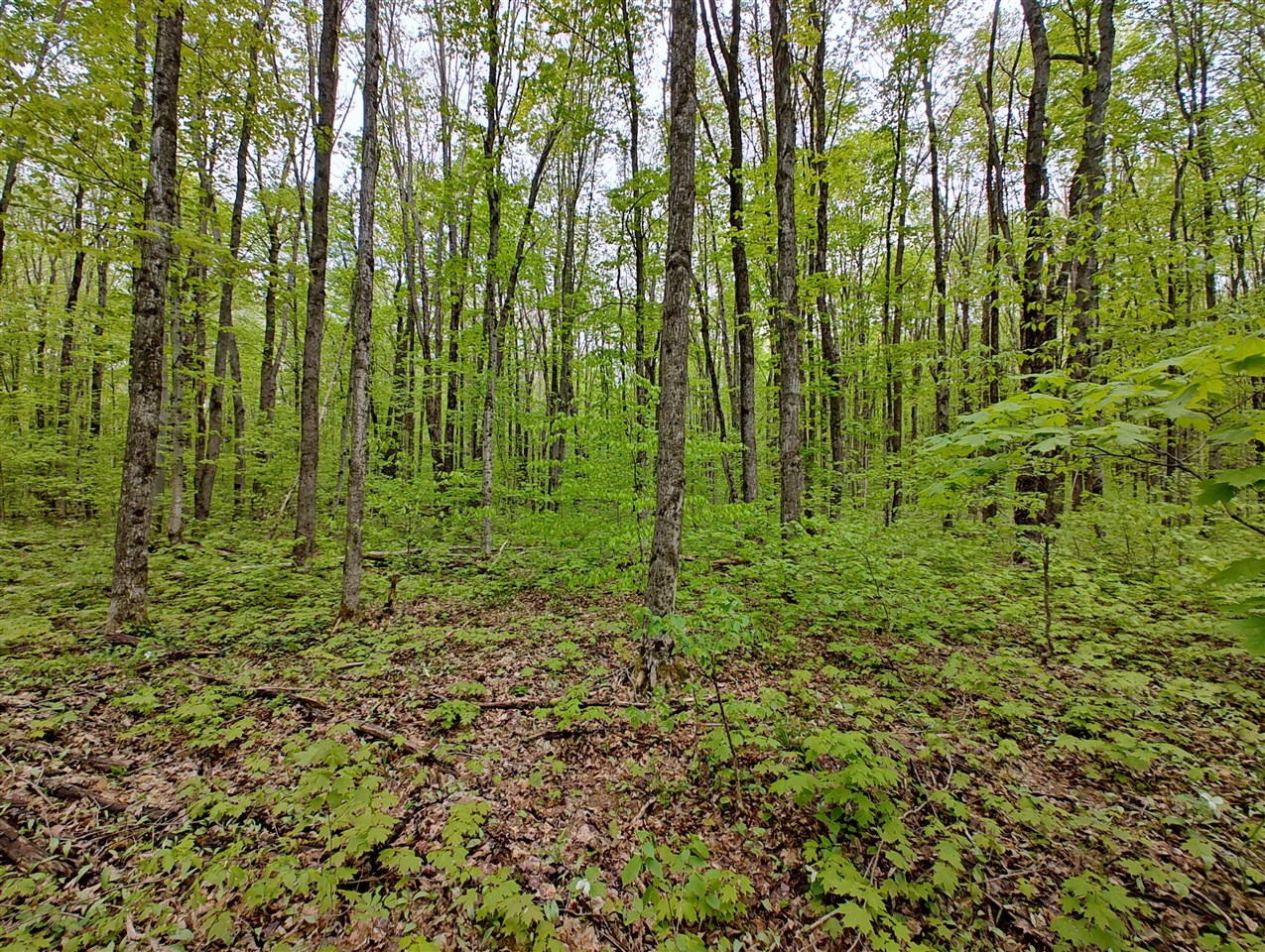 Vl Covert Road Northeast Mancelona, MI 49659 - Photo 14 of 22