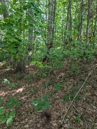 $30,000 | Lot 20 Wilderness Creek Way, Murphy, NC 28906