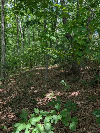$30,000 | Lot 20 Wilderness Creek Way, Murphy, NC 28906