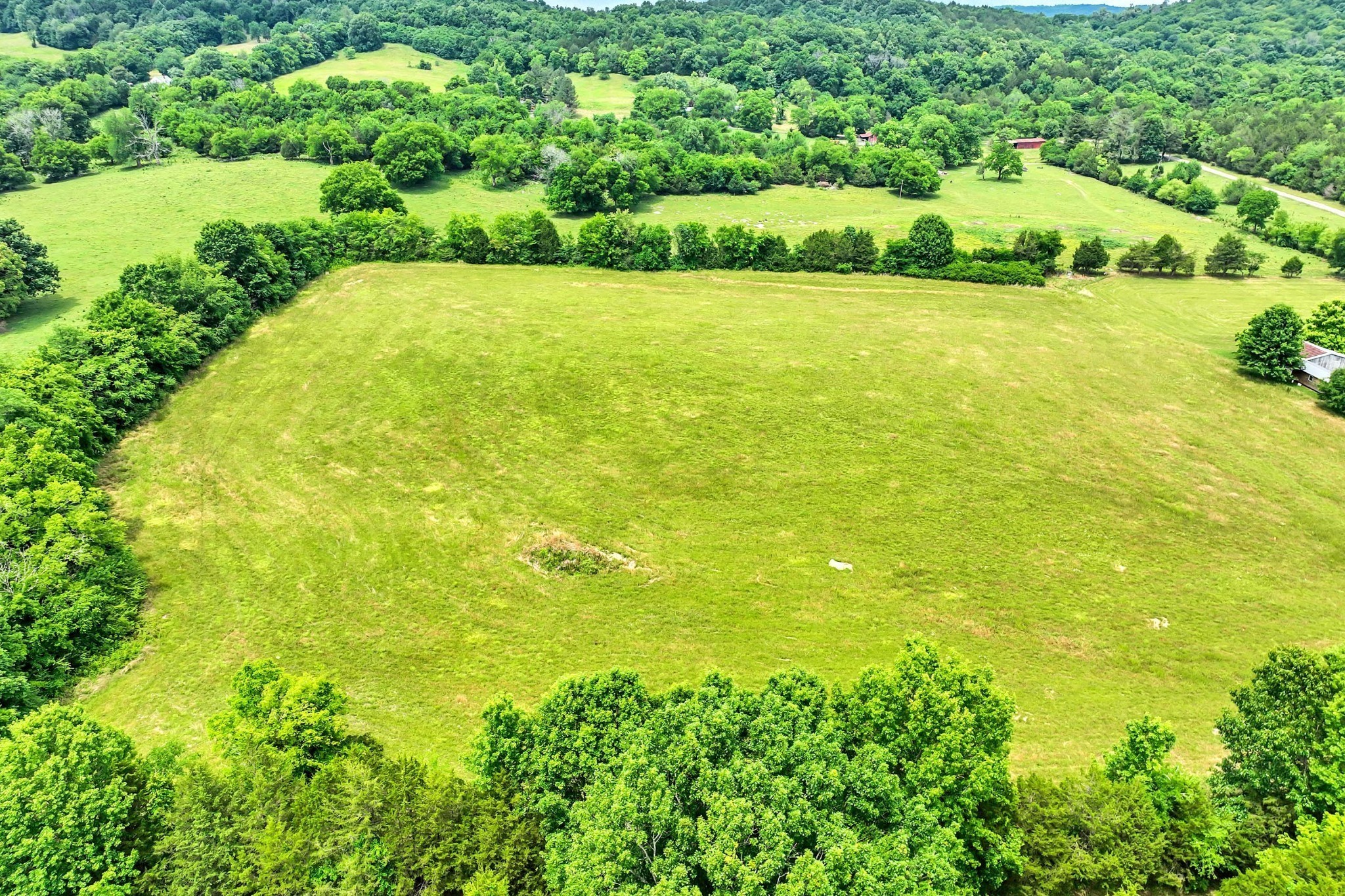 a view of a large yard with plants and large trees