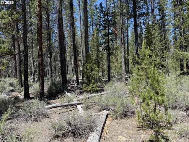 a view of a yard with trees