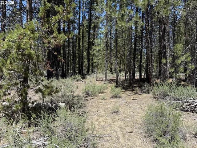 a view of a forest with trees in the background