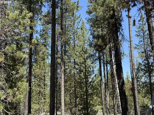a view of a tree in a yard with a tree