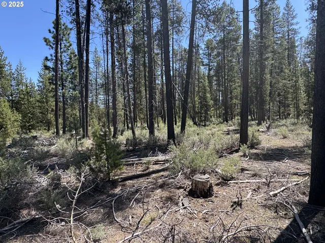 a view of a yard with trees