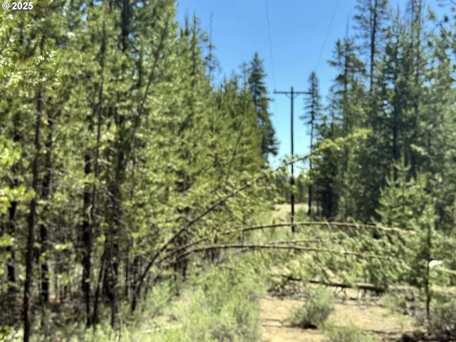 a view of a forest with lots of trees