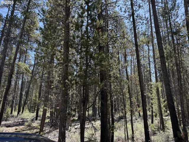 a view of a yard with trees