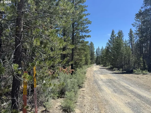 a close up of a tree