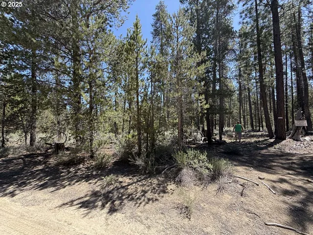 a view of a forest with trees