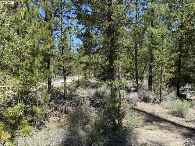 a view of a forest with a tree