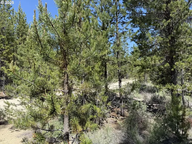a view of a forest filled with trees