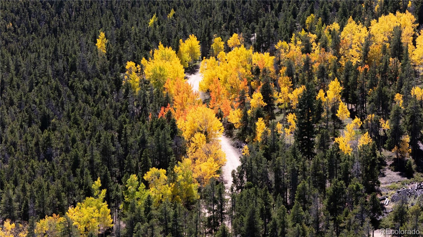 719 Miners Candle Road Idaho Springs, CO 80452 - Photo 28 of 50 a view of tree