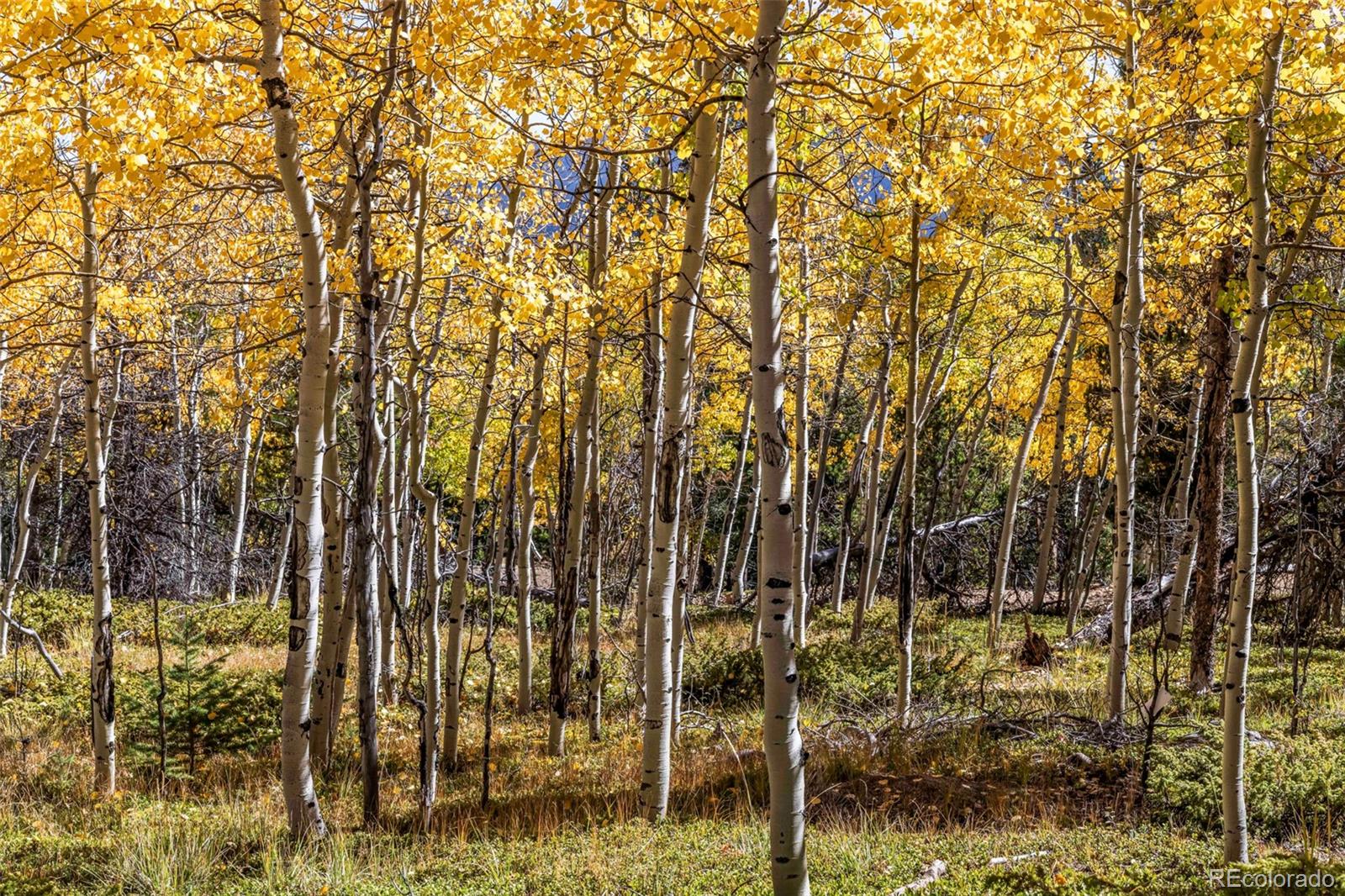 719 Miners Candle Road Idaho Springs, CO 80452 - Photo 41 of 50 a view of forest