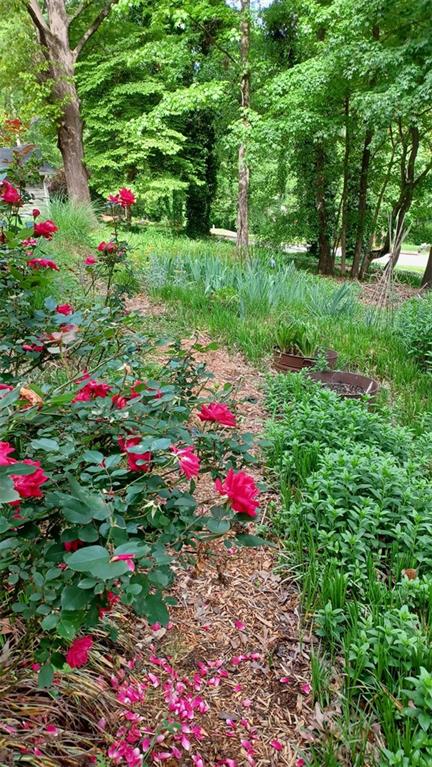 253 Newport Road Southwest Lilburn, GA 30047 - Photo 30 of 40 a view of a potted flower in a yard with large trees