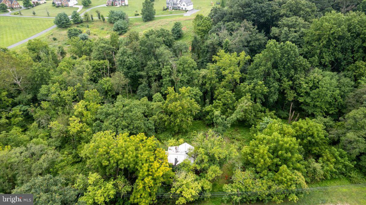 14459 Frederick Road Cooksville, MD 21723 - Photo 5 of 29 a view of a lush green forest with large trees