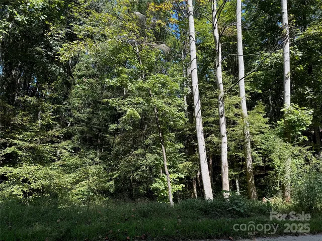 a view of a plant in a garden