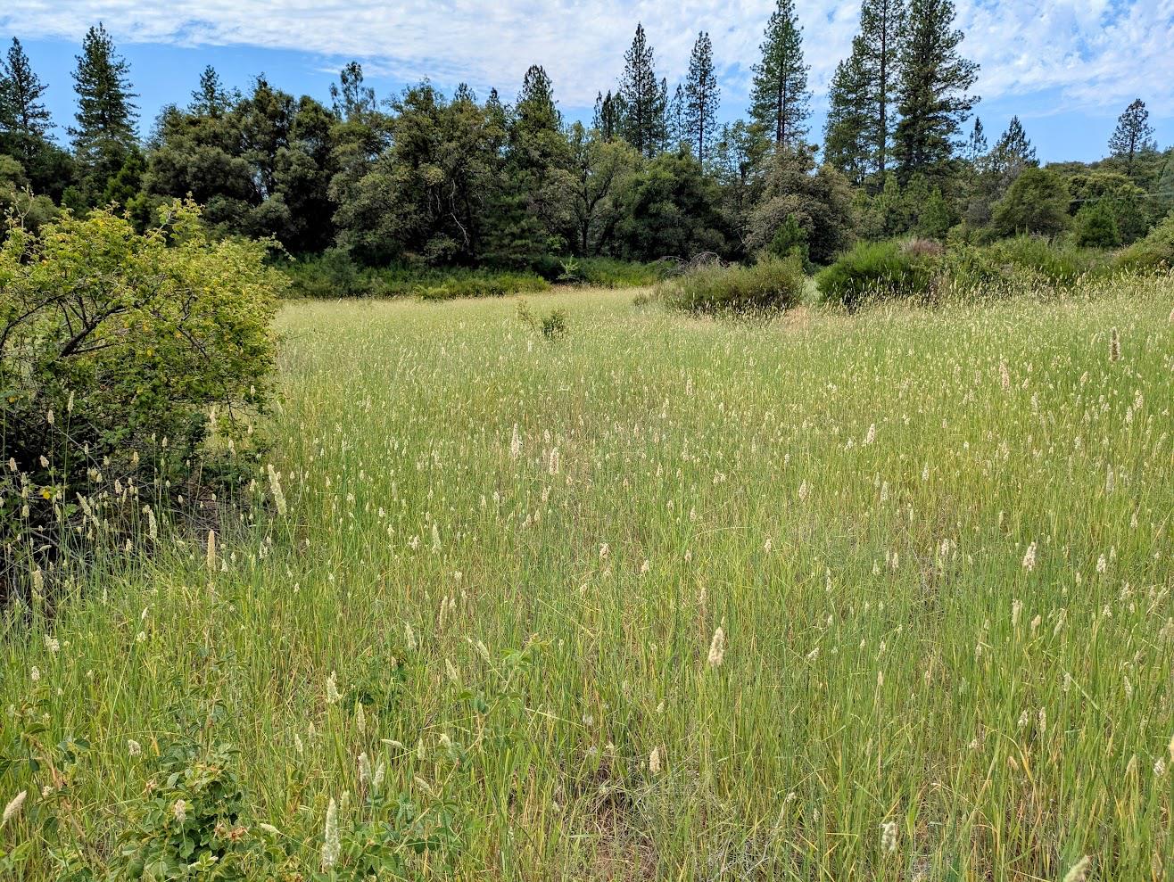 12998 Tyler Foote Road Nevada City, CA 95959 - Photo 11 of 33