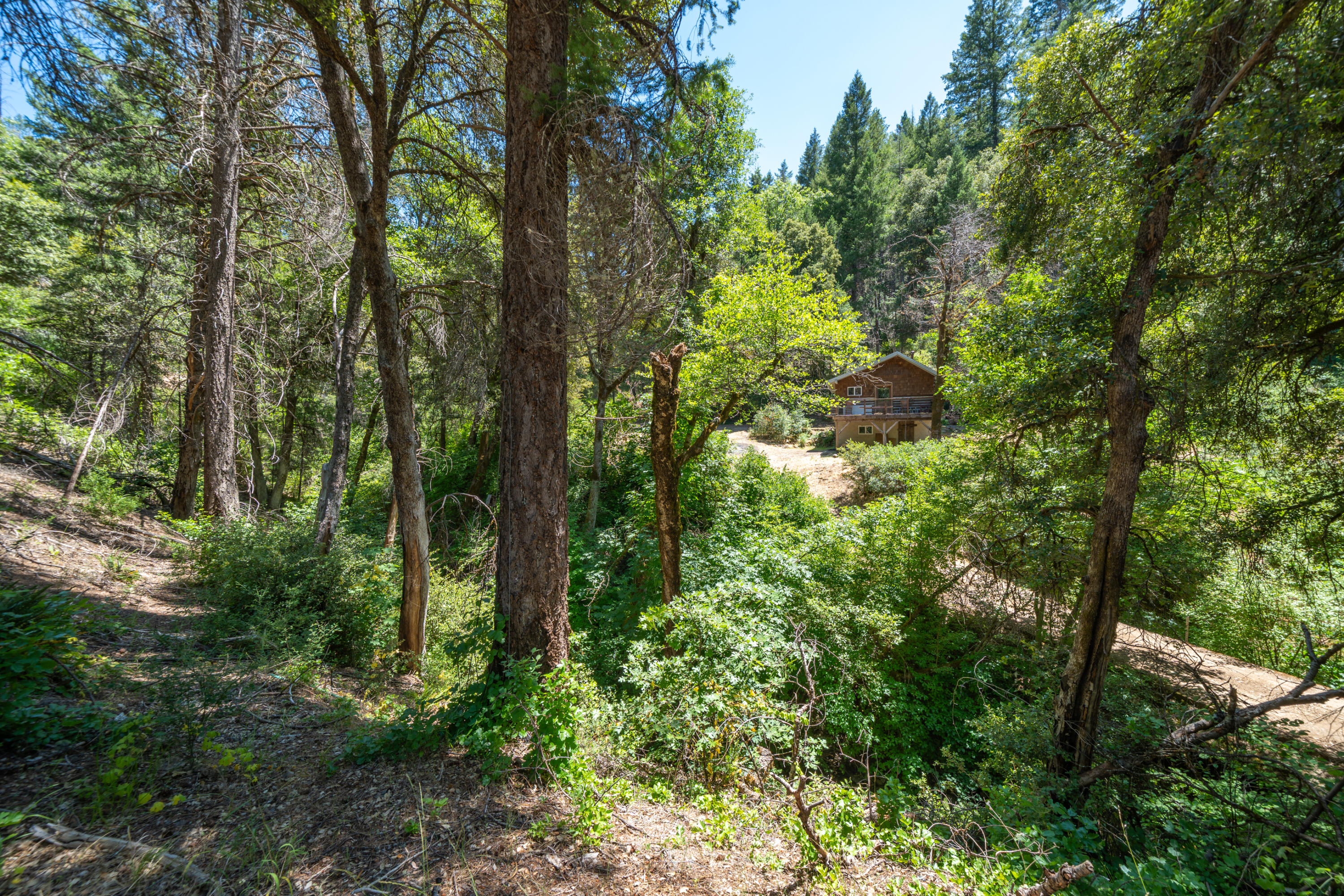 0 East Fork Road French Gulch, CA 96033 - Photo 14 of 78 a view of forest