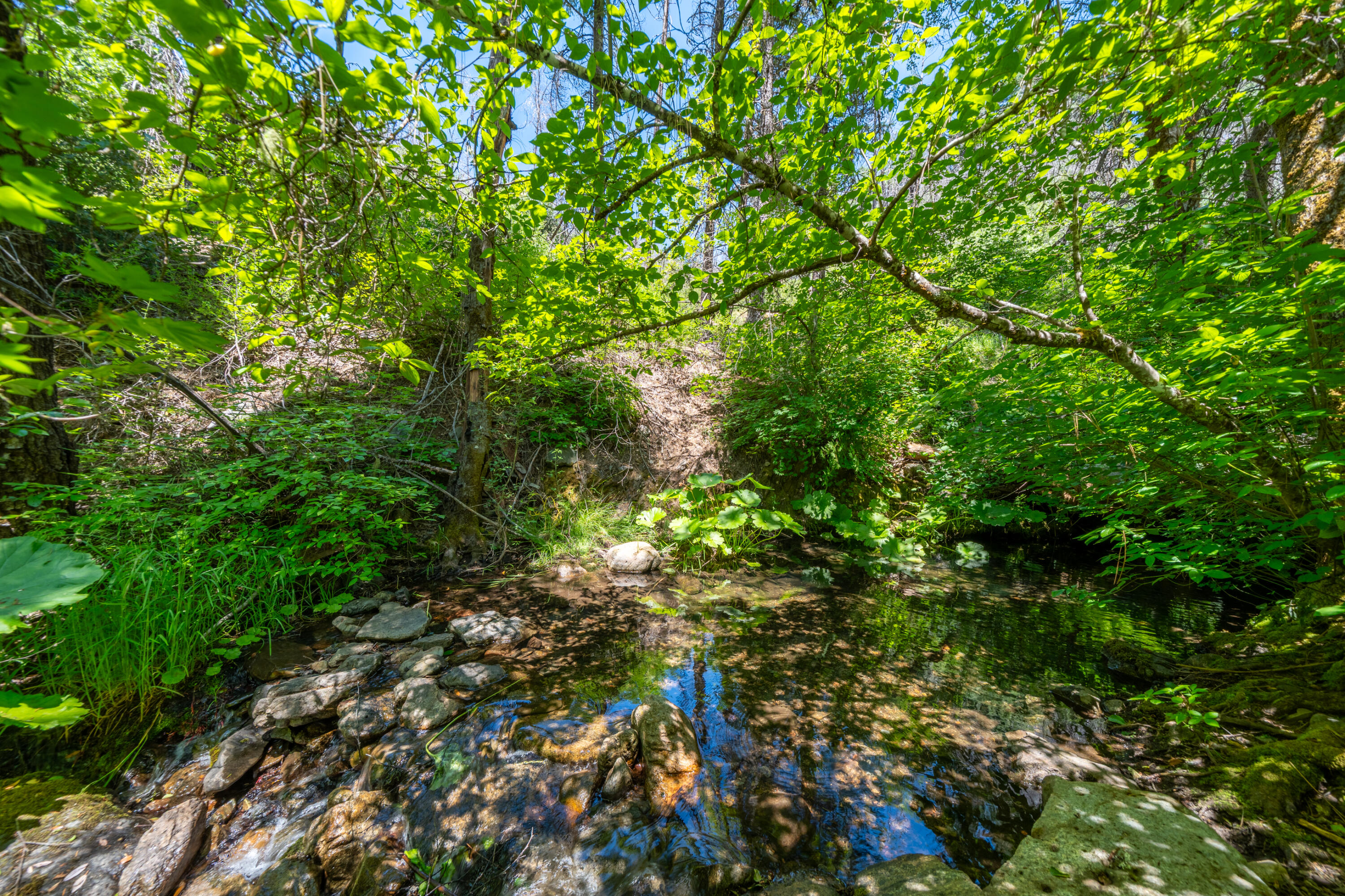 0 East Fork Road French Gulch, CA 96033 - Photo 42 of 78 a view of tree