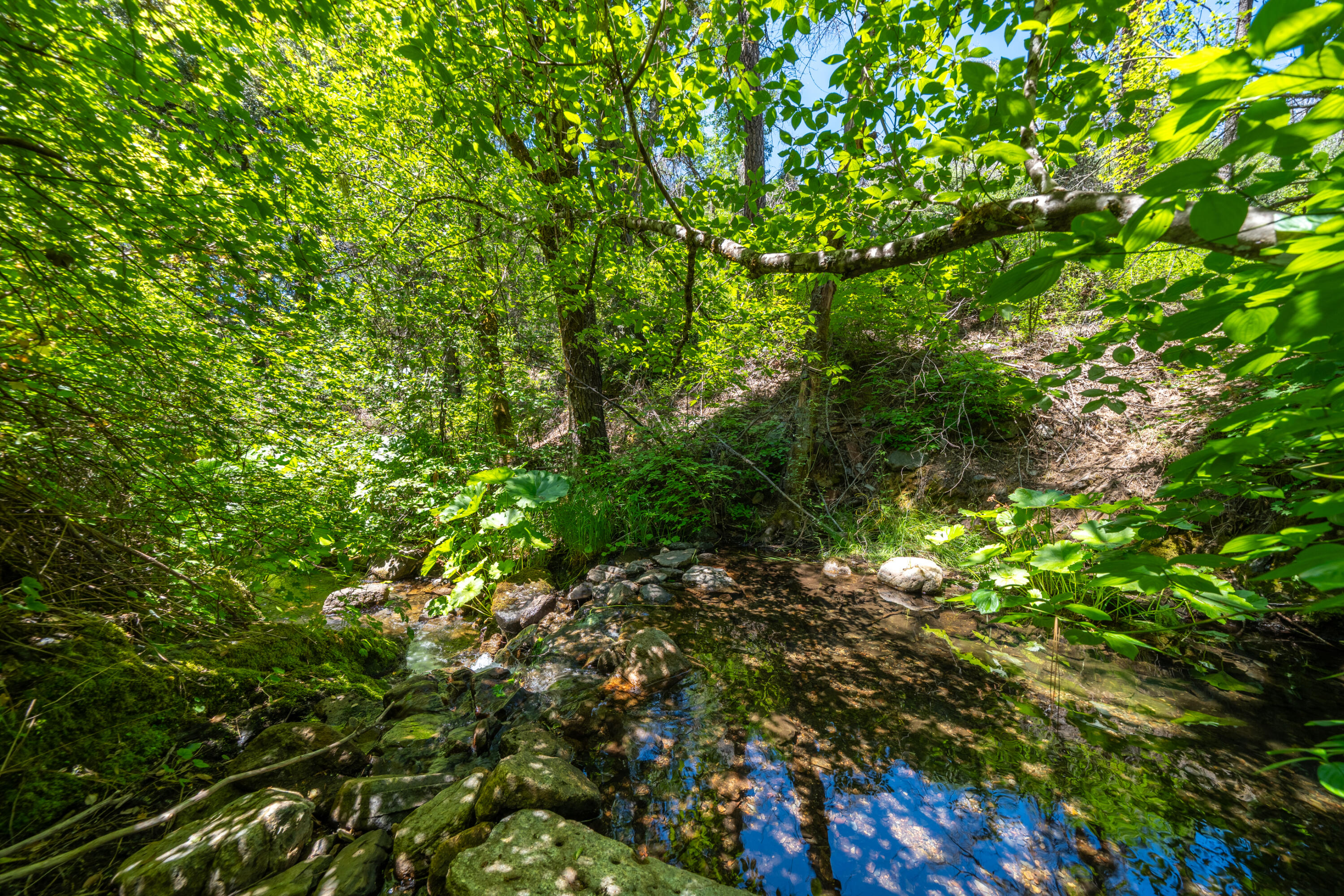 0 East Fork Road French Gulch, CA 96033 - Photo 43 of 78 French Gulch-68