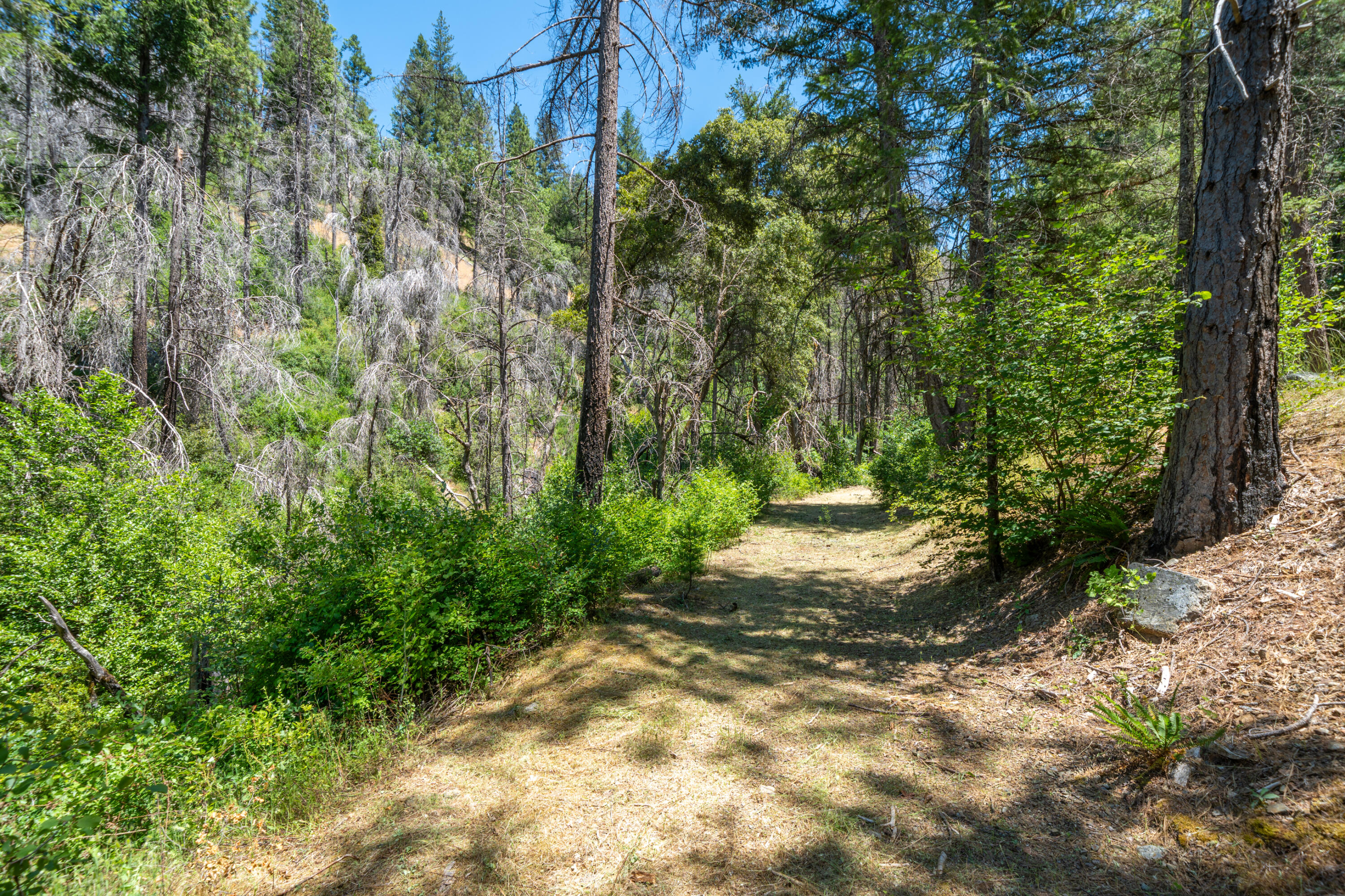 0 East Fork Road French Gulch, CA 96033 - Photo 45 of 78 a view of a yard with plants and large trees