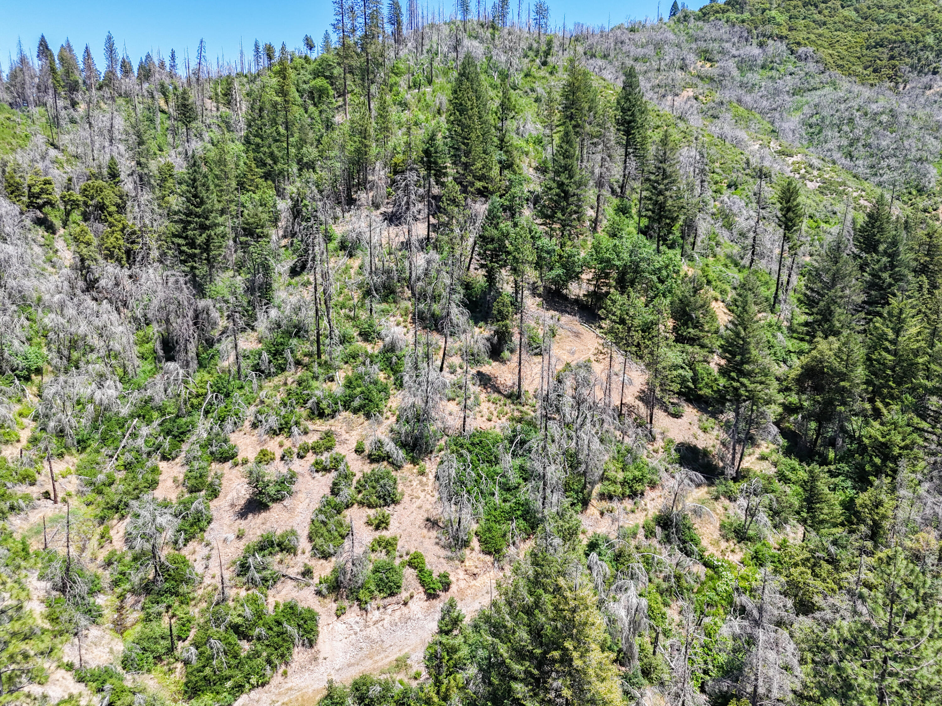 0 East Fork Road French Gulch, CA 96033 - Photo 55 of 78 a view of a forest with a tree