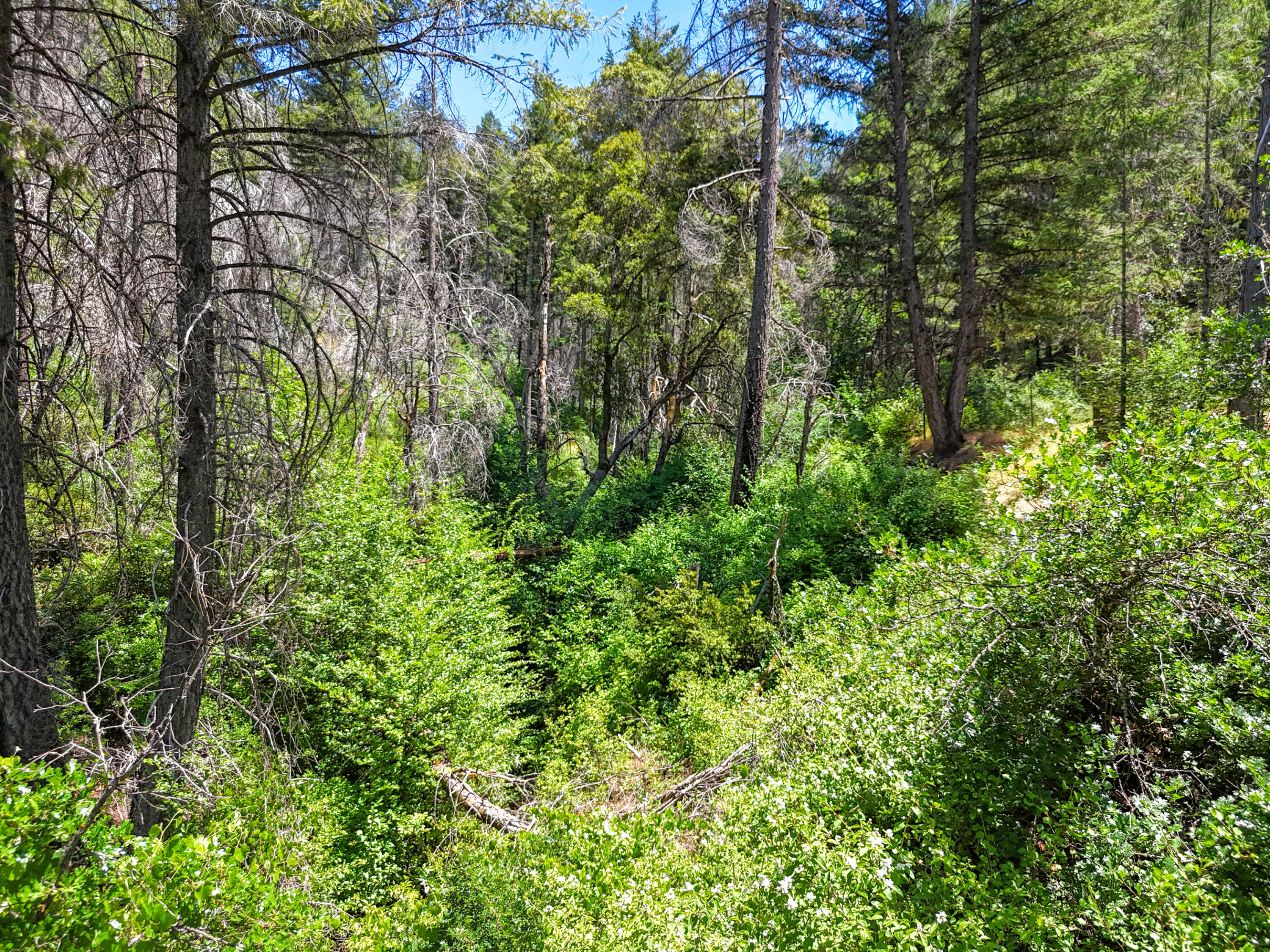 0 East Fork Road French Gulch, CA 96033 - Photo 69 of 78 Drone-40