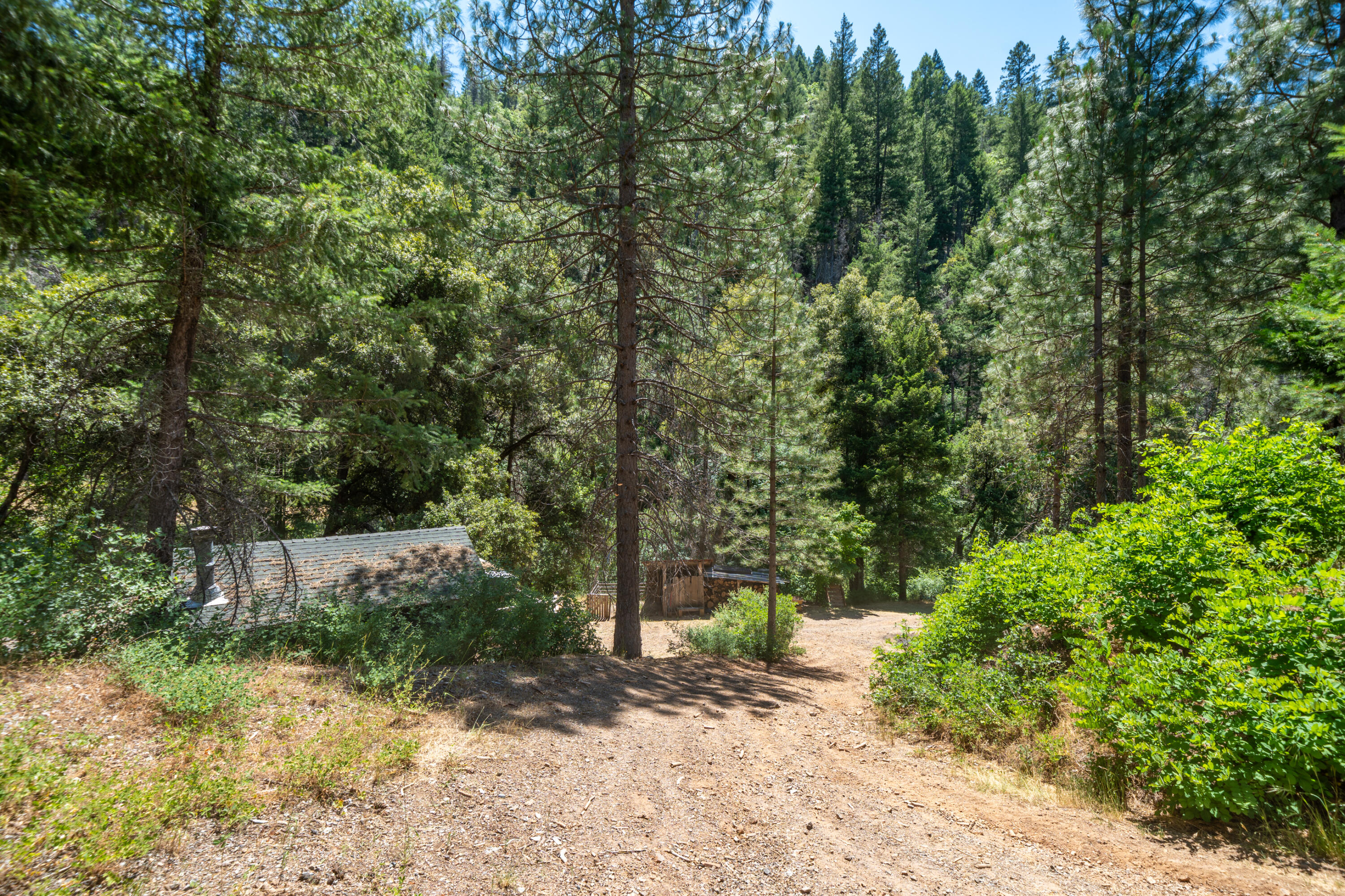 0 East Fork Road French Gulch, CA 96033 - Photo 7 of 78 a view of a yard with plants and large trees