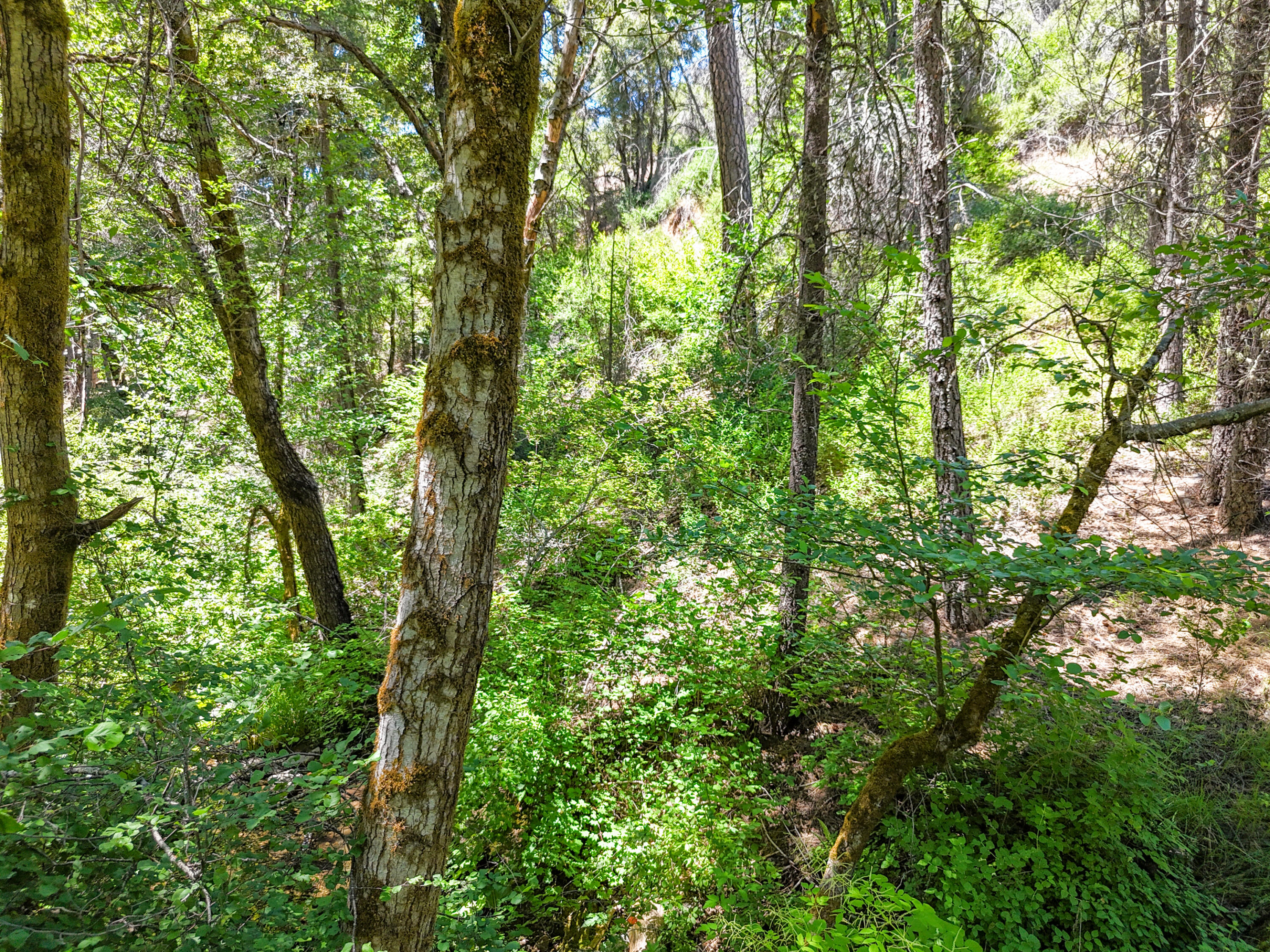 0 East Fork Road French Gulch, CA 96033 - Photo 71 of 78 Drone-42
