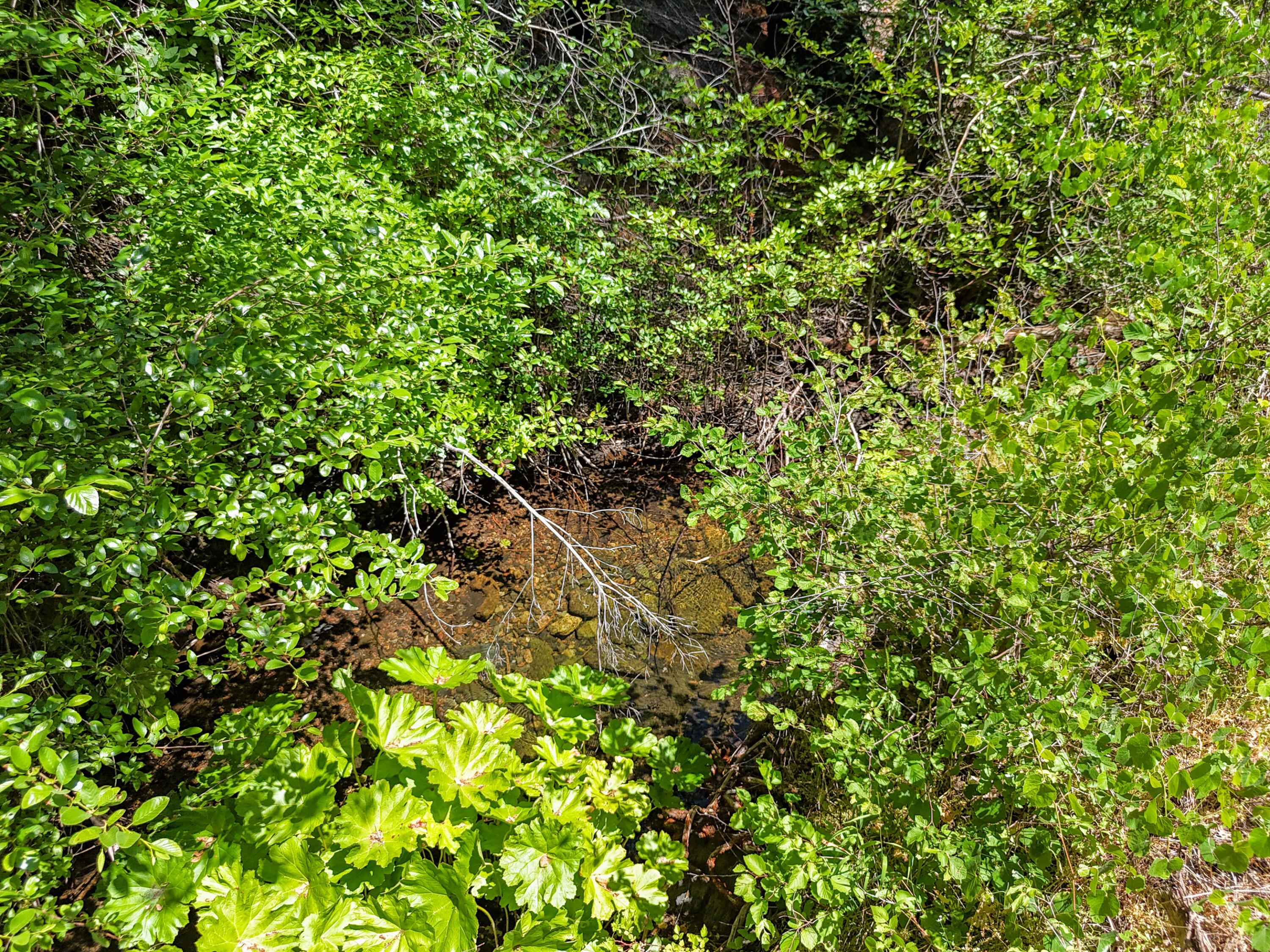 0 East Fork Road French Gulch, CA 96033 - Photo 72 of 78 a view of a plant