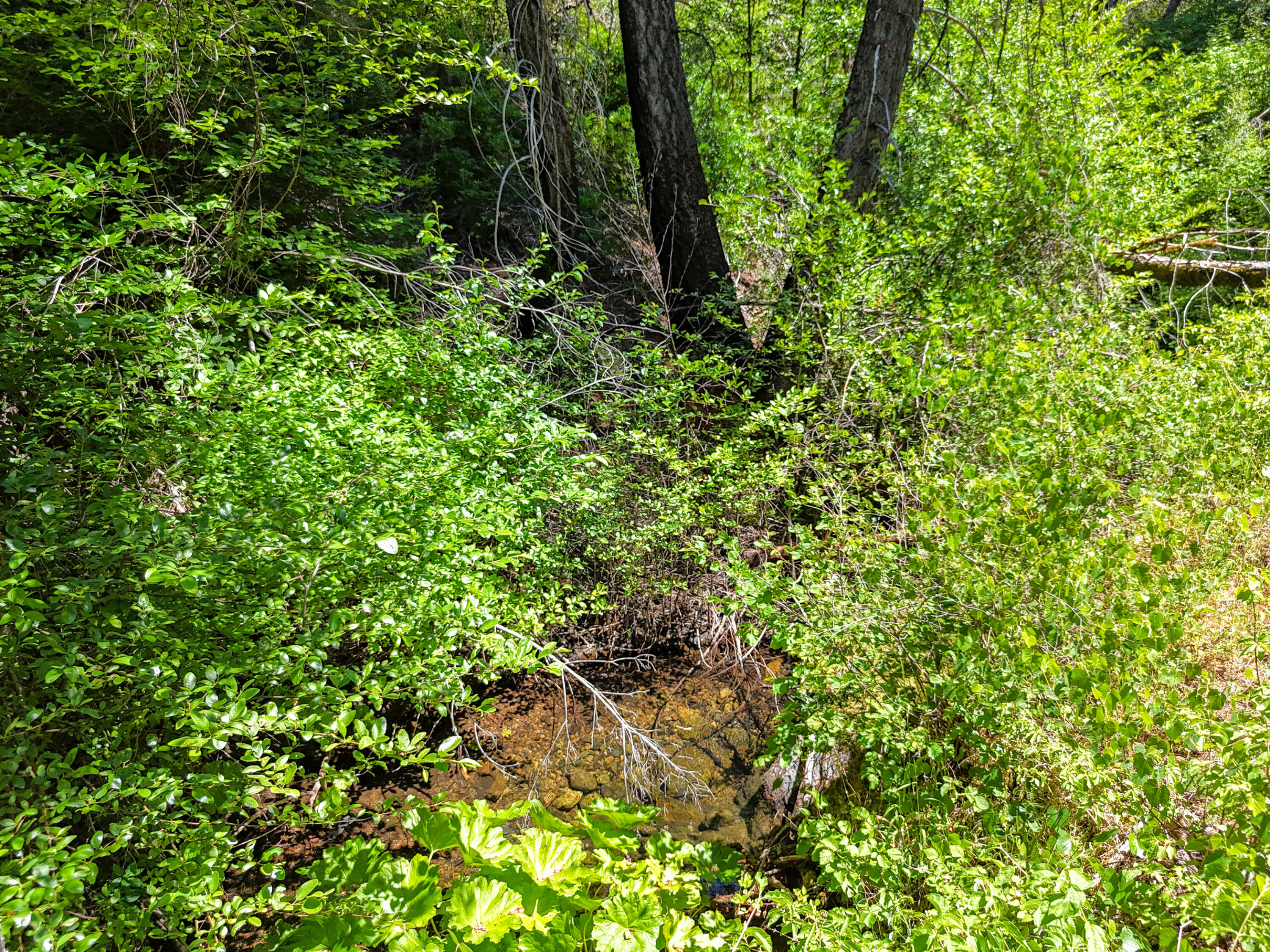 0 East Fork Road French Gulch, CA 96033 - Photo 73 of 78 a view of a plant in a garden