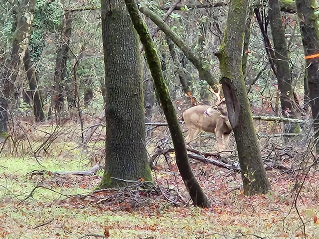 $185,000 | 0 East Fork Road, French Gulch, CA 96033