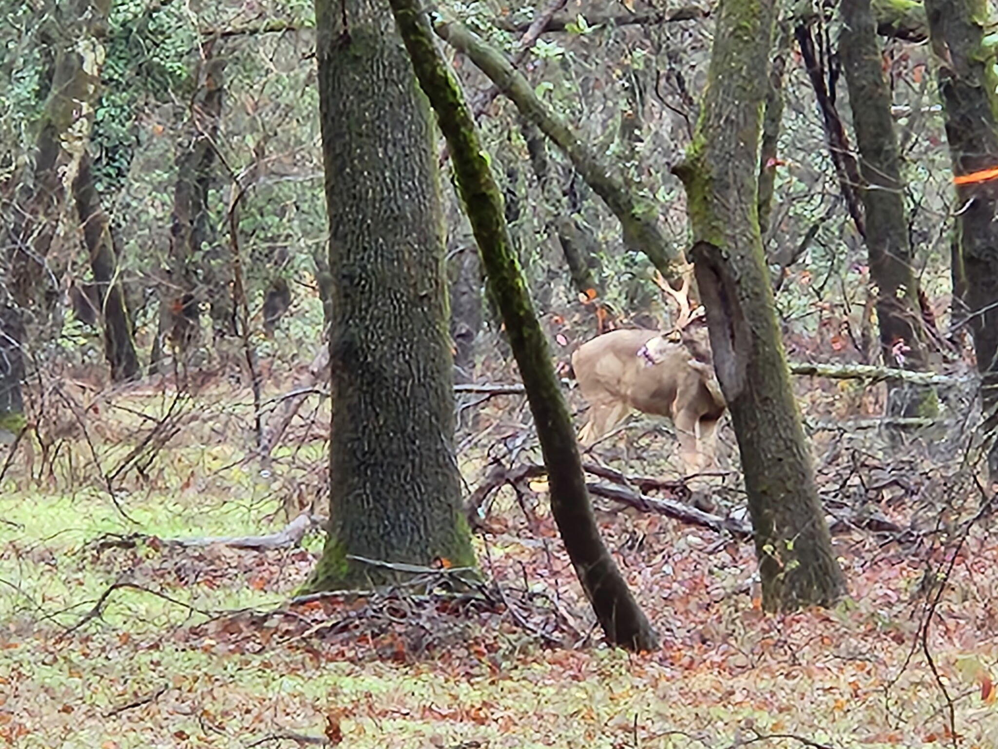0 East Fork Road French Gulch, CA 96033 - Photo 74 of 78 a view of a yard in a yard