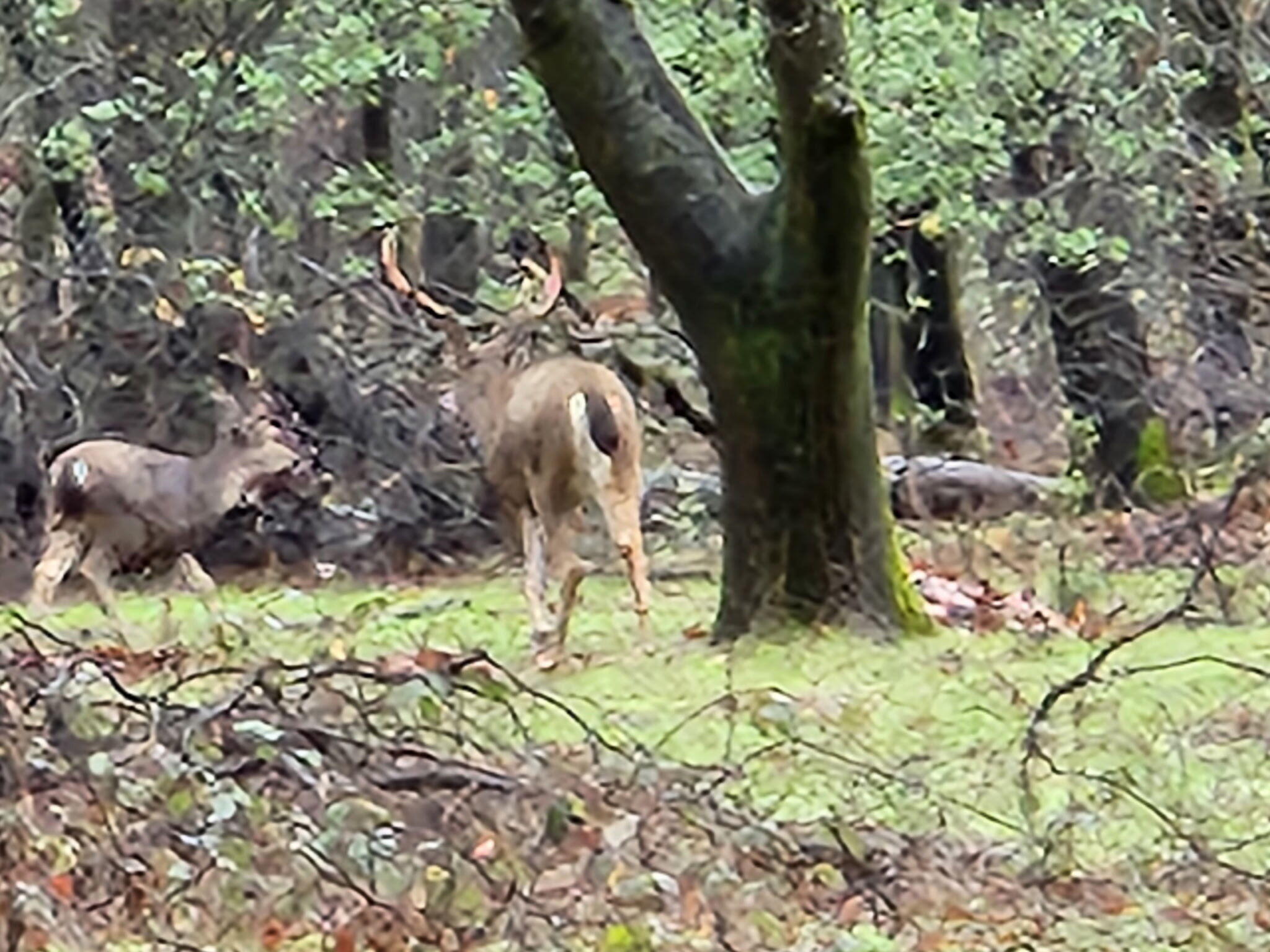 0 East Fork Road French Gulch, CA 96033 - Photo 75 of 78 6623623039925347437