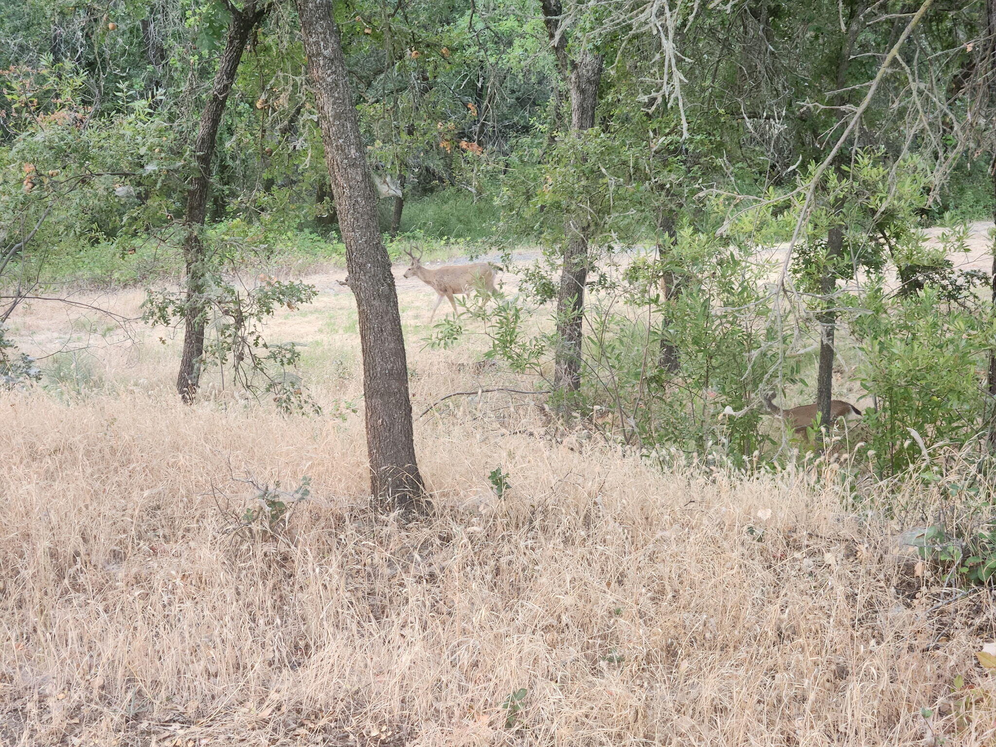 0 East Fork Road French Gulch, CA 96033 - Photo 76 of 78 a view of a yard with large trees