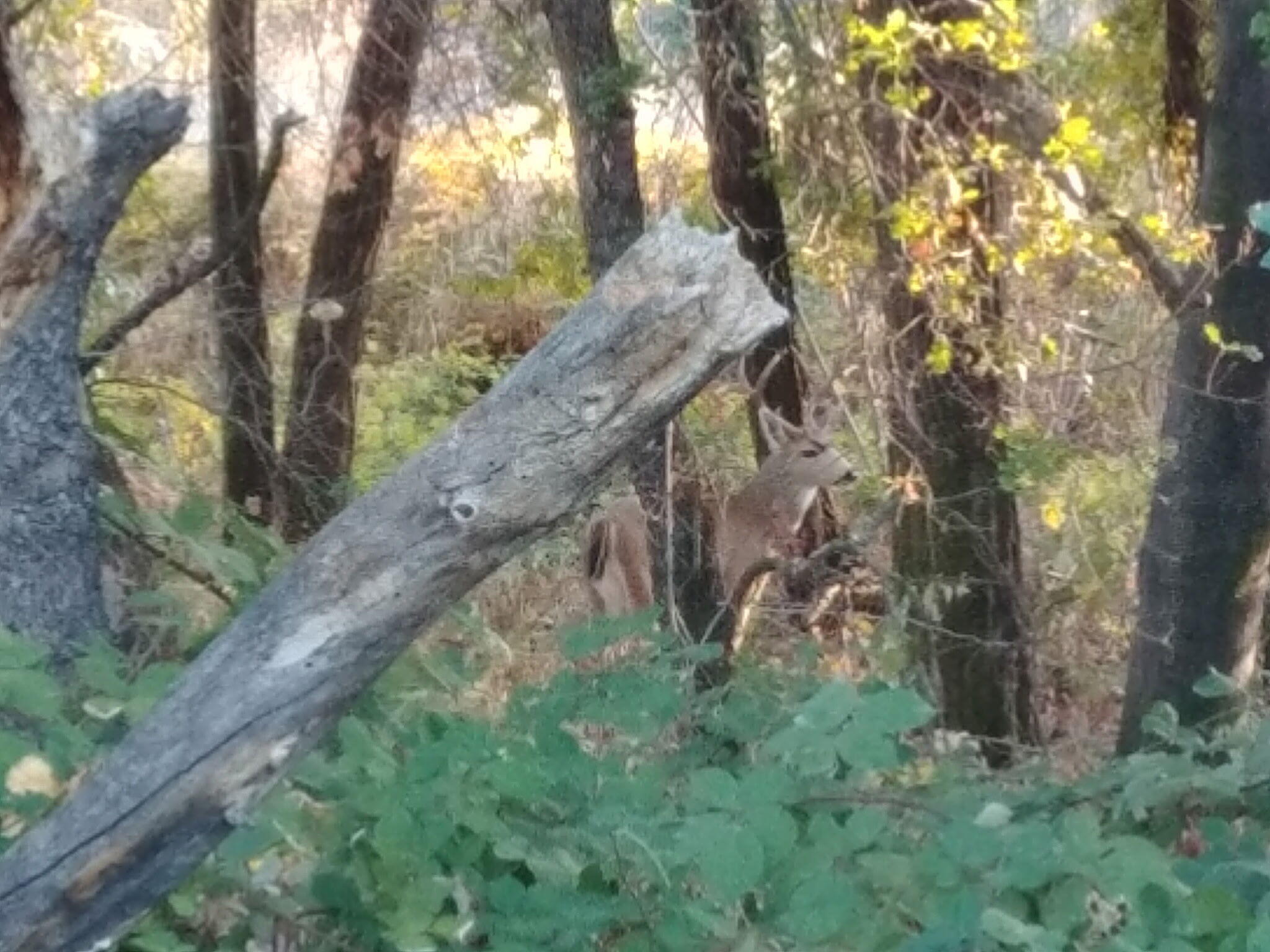 0 East Fork Road French Gulch, CA 96033 - Photo 77 of 78 9093754612112507758