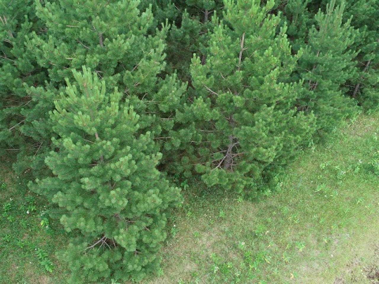 Lot 3 Allyn Road Mercer, WI 54547 - Photo 21 of 21 Gallery Image 21
